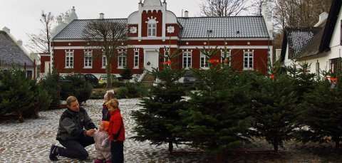 Juletræssalg, Rolles Mølle v. Kolding