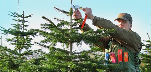 Mærkning af juletræer